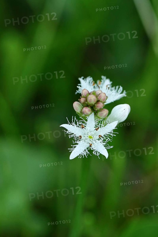 Menyanthes trifoliata or bitter clover, medicinal plant, close-up of a flower in a meadow, Wilnsdorf, North Rhine-Westphalia, Germany, Europe