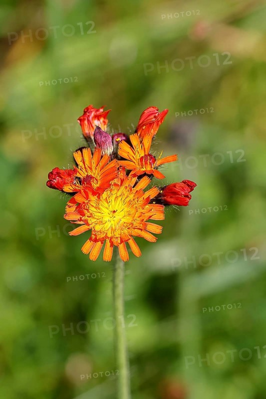 Orange hawkweed, orange-red hawkweed (Hieracium aurantiacum), flower on a rough meadow, Wilnsdorf, North Rhine-Westphalia, Germany, Europe