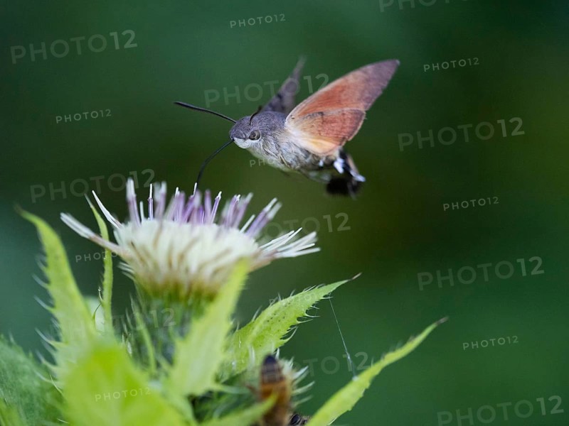 Hummingbird Hawk Moth (Macroglossum stellatarum), feeding on nectar from a Marsh thistle flower (Cirsium palustre), County Hessen, Germany, Europe