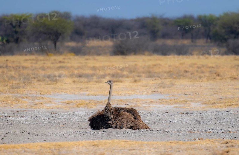 Common ostrich (Struthio camelus), adult female taking a dust bath, African savannah, Khama Rhino Sanctuary, Botswana, Africa
