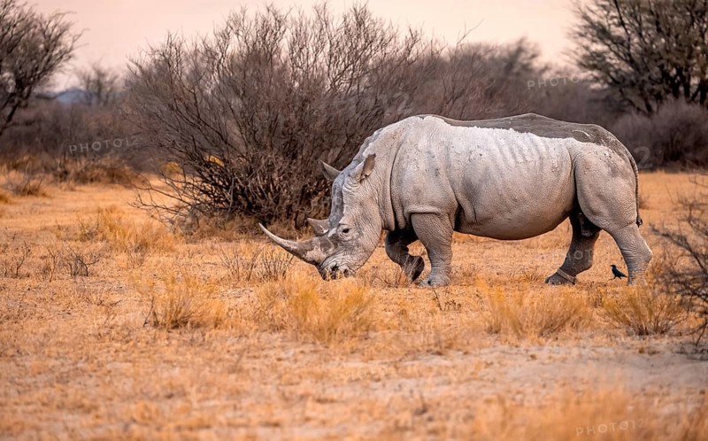 Southern white rhinoceros (Ceratotherium simum simum), rhino in the evening light, Khama Rhino Sanctuary, Serowe, Botswana, Africa