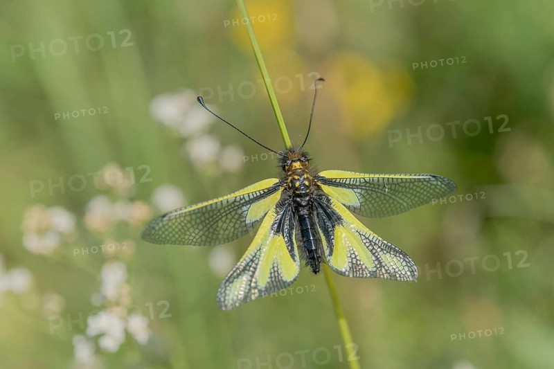 Owly sulphur Ascalaphe (Libelloides coccajus) in a meadow in spring. Kaiserstuhl, Emmendingen, Freiburg im Breisgau, Baden-Württemberg, Germany, Europe