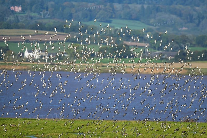 European Golden Plover, Pluvialis apricaria, flock of birds in flight over marshes