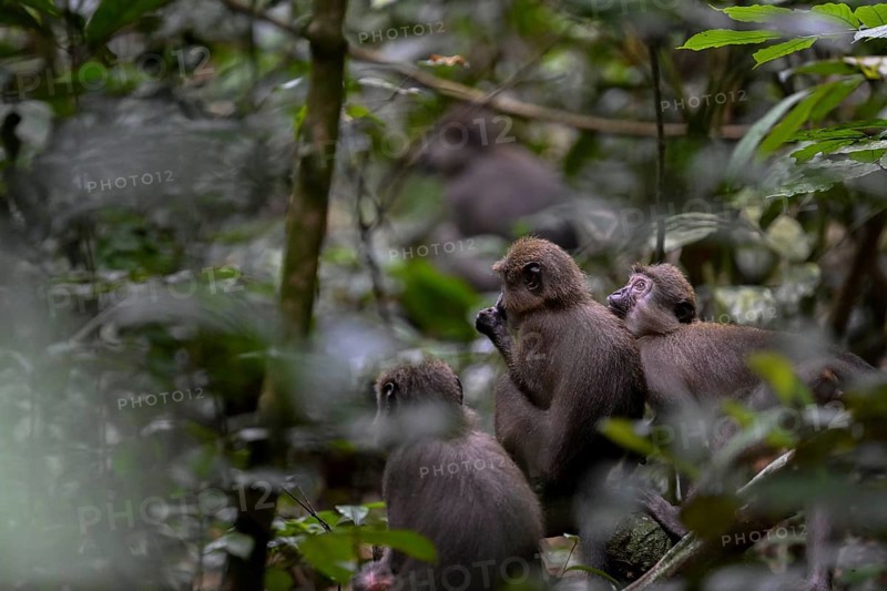 Olivet (Cercocebus agilis) near the Baï-Hokou, Dzanga-Ndoki National Park, Unesco World Heritage Site, Dzanga-Sangha Complex of Protected Areas (DSPAC), Sangha-Mbaéré Prefecture, Central African Republic, Africa