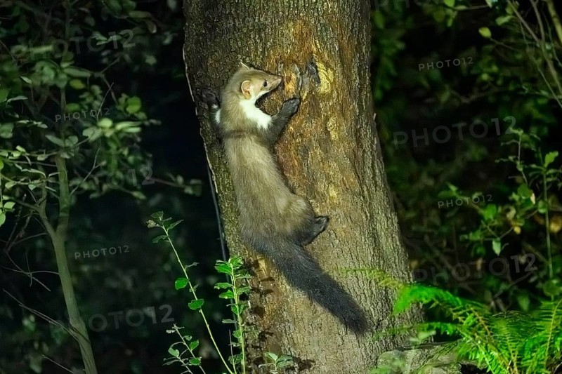 Beech marten (Martes foina) climbing on a tree, wildlife in a forest, Montseny National Park, Catalonia, Spain, Europe