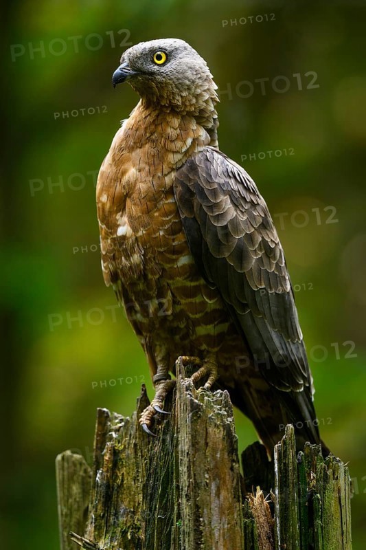 European honey buzzard (Pernis apivorus), Bavarian Forest National Park, Bavaria, Germany, Europe