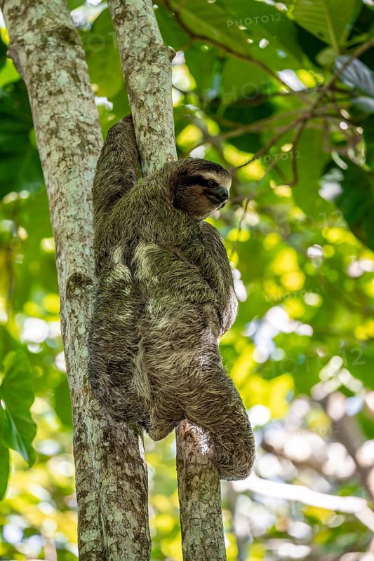 Brown-throated sloth (Bradypus variegatus) on a branch, Cahuita National Park, Costa Rica, Central America