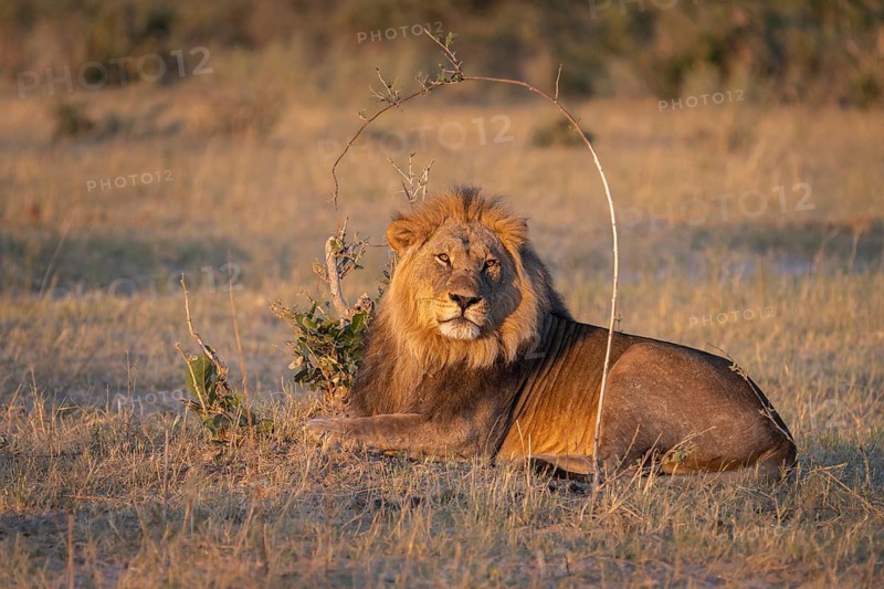 Lion (Panthera leo), horizontal portrait of a male. Savuti, Chobe National Park, Botswana, Africa