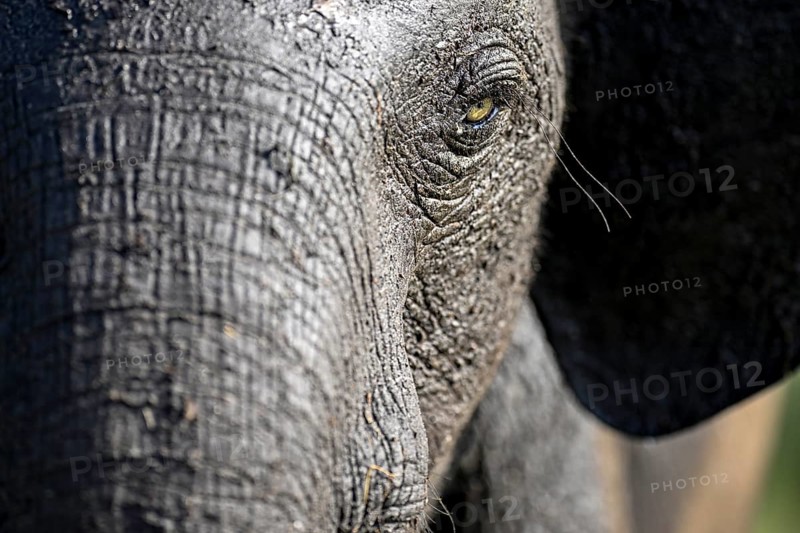 African forest elephant (Loxodonta cyclotis) in Loango National Park, Parc National de Loango, portrait, Ogooué-Maritime Province, Gabon, Africa