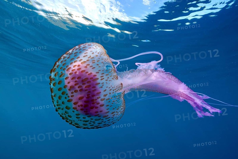 Mauve stinger (Pelagia noctiluca) with purple tentacles swimming in the blue ocean water. Dive site Marine reserve Cap de Creus, Rosas, Costa Brava, Spain, Mediterranean Sea, Europe