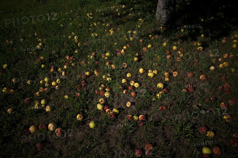 Fallen fruit, apple tree, yellow apples, meadow orchard, Waiblingen, Baden-Württemberg, Germany, Europe