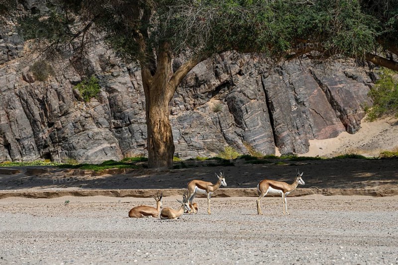 Angolan springboks (Antidorcas angolensis) in the Hoanib dry river, Kaokoveld, Kunene region, Namibia, Africa