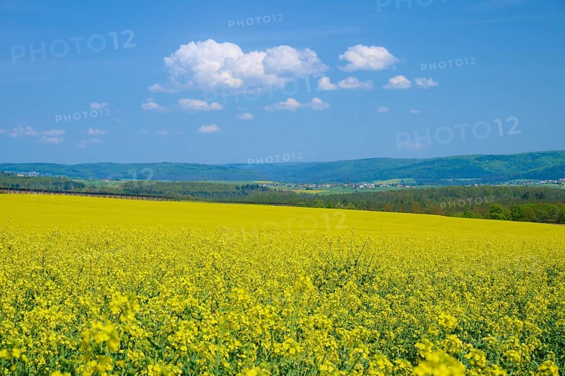 Field with yellow rape and green meadow, above a bright blue sky, Mönchberg, Miltenberg, Spessart, Bavaria, Germany, Europe