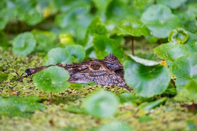 Northern spectacled caiman (Caiman crocodilus) lying in the water, head above water, among aquatic plants, Tortuguero National Park, Costa Rica, Central America