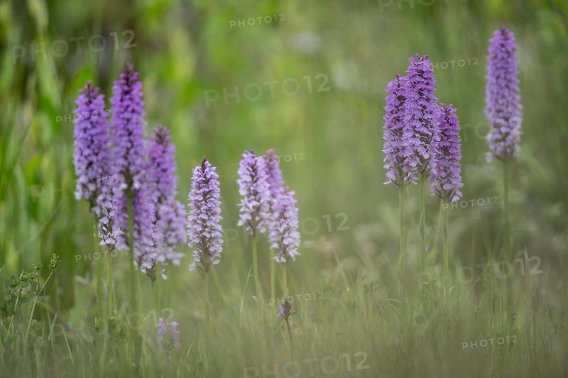 Southern marsh orchid (Dactylorhiza praetermissa), Emsland, Lower Saxony, Germany, Europe