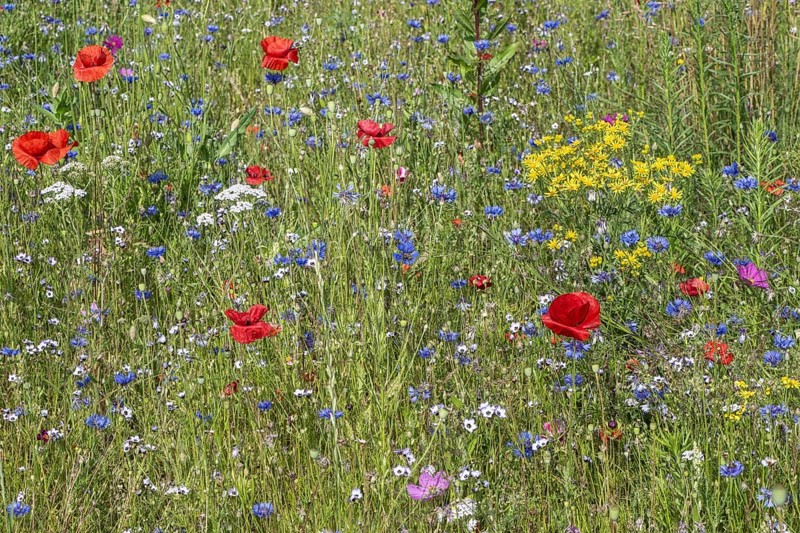 Flower meadow with poppy flower (Papaver rhoeas) and cornflowers (Centaurea cyanea), Emsland, Lower Saxony, Germany, Europe