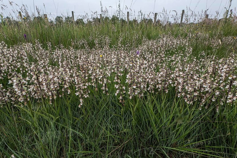 Marsh helleborine (Epipactis palustris), Emsland, Lower Saxony, Germany, Europe
