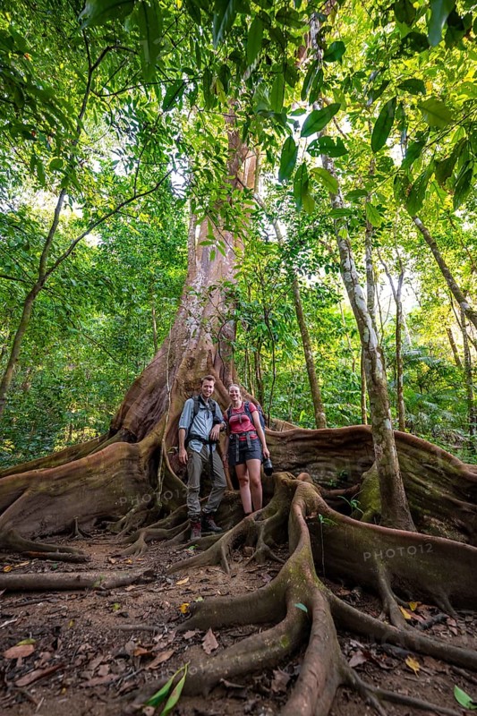 Young couple, tourists between the roots of a strangler fig (Ficus americana), in the tropical rainforest, Corcovado National Park, Osa, Puntarena Province, Costa Rica, Central America