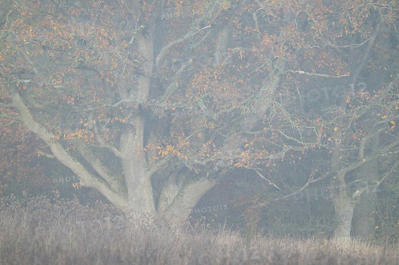 English oak (Quercus robur), in autumn with yellow discoloured leaves, fog, Thuringia, Germany, Europe