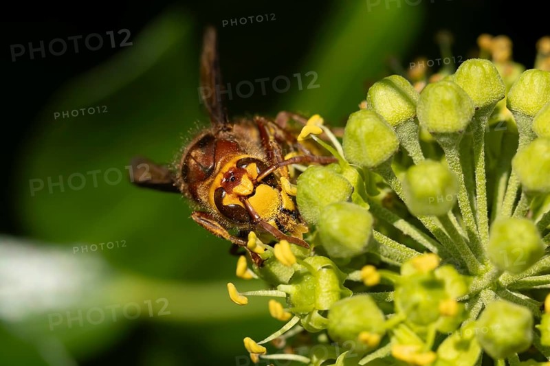 European hornet (Vespa crabro) adult insect feeding on an ivy plant flowers in the summer, England, United Kingdom, Europe