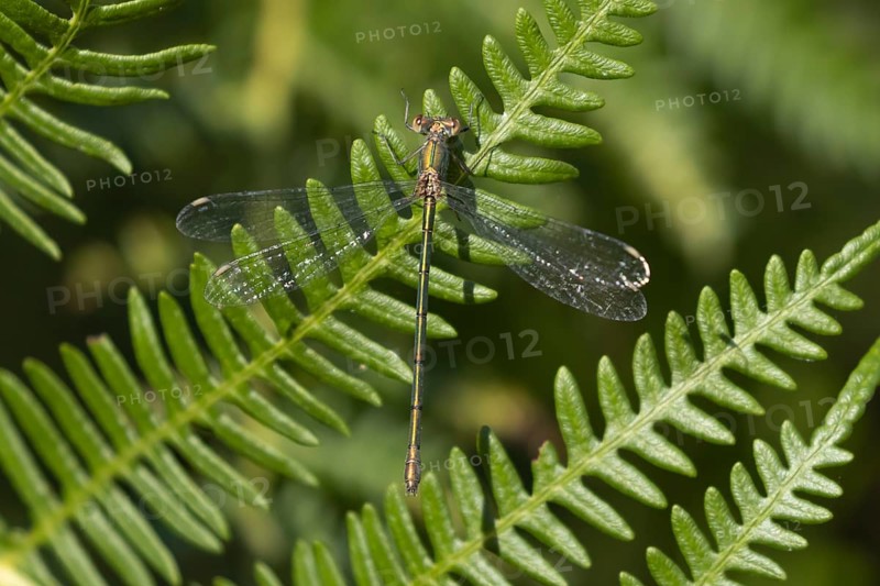 Emerald damselfly (Lestes sponsa) adult insect on a Bracken plant leaf in the summer, England, United Kingdom, Europe