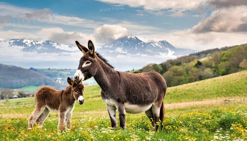 Two donkeys, dam and foal, in a flowering meadow with snow-covered mountains in the background
