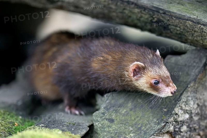 European polecat (Mustela putorius) also known as ferret, sitting on woodpile, captive, Switzerland, Europe