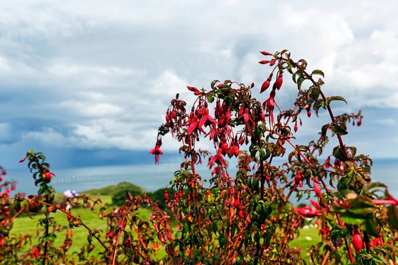 Fuchsias (Fuchsia), red flowering hedge, Antrim, Causeway Coastal Route, Northern Ireland, Great Britain