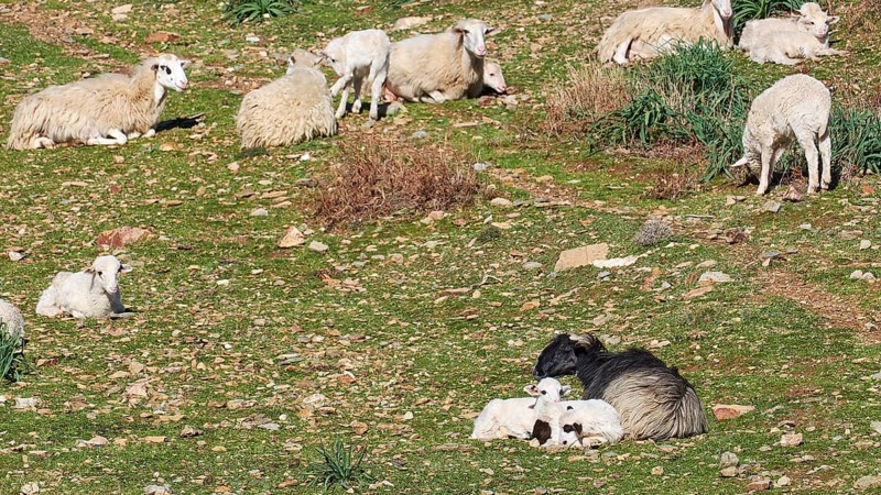 A group of sheep and lambs lying on a green pasture in the sun, sheep (e) or goat (n), ovis, caprae, Crete, Greek Islands, Greece, Europe