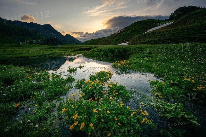 Summit in the morning light with dramatic clouds and marsh marigolds (Caltha) with stream in the foreground, Lech, Lechquellengebirge, Vorarlberg, Austria, Europe