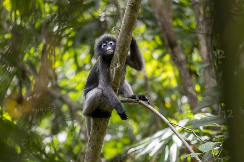 Dusky leaf monkey (Trachypithecus obscurus), Kaeng Krachan National Park, Phetchaburi Province, Thailand, Asia