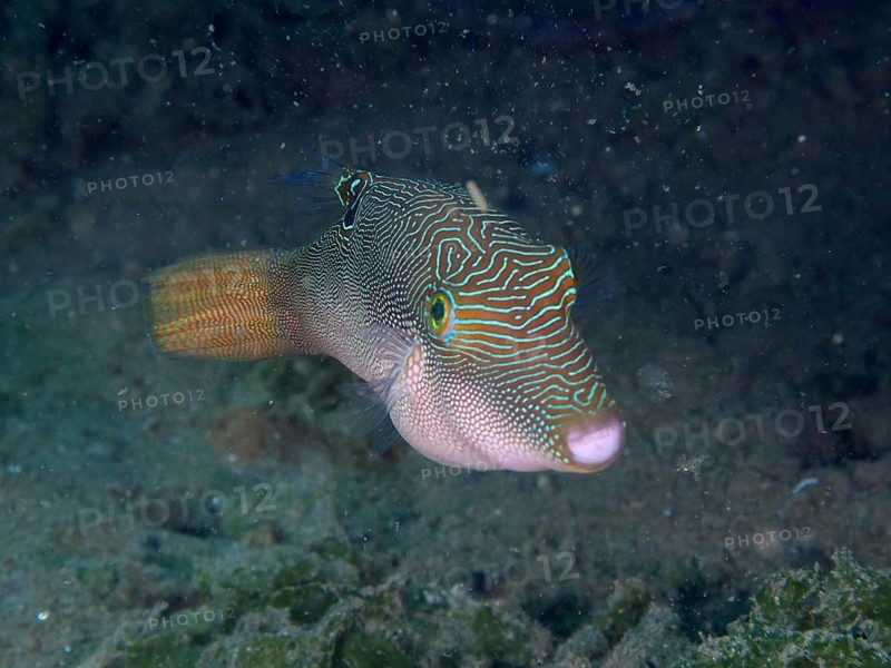 Fish with interesting patterns, Peter's pufferfish (Canthigaster petersii), swimming in dark water, dive site Secret Bay, Gilimanuk, Bali, Indonesia, Asia