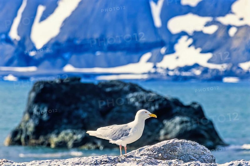 Glaucous gull (Larus hyperboreus) in an arctic landscape by the sea