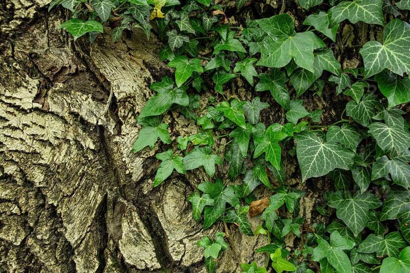 Ivy climbing up a tree with deeply furrowed bark, on the edge of a hiking trail above Merano in the municipality of Scena, South Tyrol, Italy, Europe