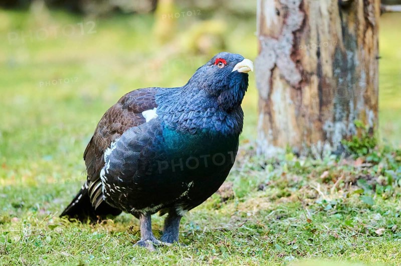 Western capercaillie (Tetrao urogallus) male (cock) standing on the ground at the edge of a foest, Bavaria, Germany, Europe