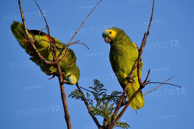 A pair of free-living blue-fronted amazons (Amazona aestiva) climbing in a tree in a public park in Buenos Aires, Argentina, South America