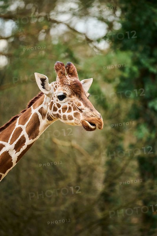 Reticulated giraffe (Giraffa camelopardalis reticulata), portrait, captive, Germany, Europe