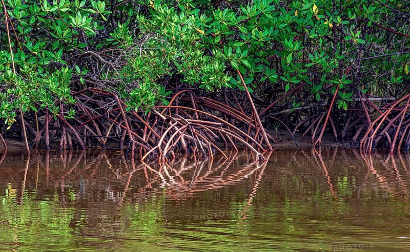 Roots of mangrove trees reflecting in the water on the southern coast of the state of Bahia Serra Grande, Bahia, Brazil, South America