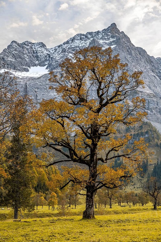 Maple tree with autumn leaves, autumn landscape in Rißtal with Spritzkarspitze, Großer Ahornboden, Engalpe, Eng, municipality of Hinterriß, Karwendel Mountains, Alpenpark Karwendel, Tyrol, Austria, Europe