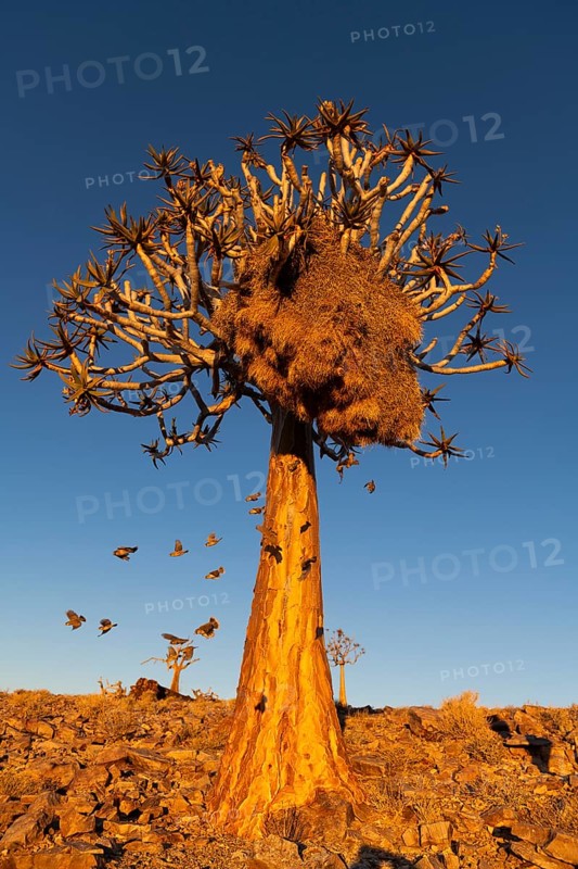 Weaver birds (Ploceidae) fly out of their nest in a quiver tree (Aloe dichotoma) at sunset, Fish River Canyon, Fish River Gorge, Namibia, Africa