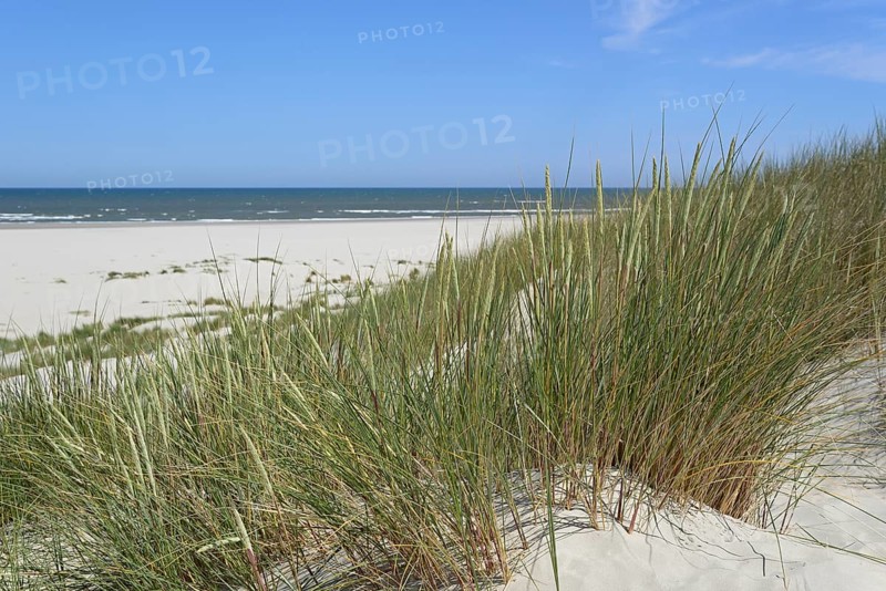 High dune with marram grass (Ammophila arenaria), blue sky, North Sea, Juist, East Frisian Islands, Lower Saxony, Germany, Europe