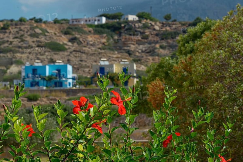 Red flowers of the mallow bush Hibiscus fragilis in the foreground and a small village with colourful houses in front of a mountain, Arkasa, Karpathos, Greece, Europe