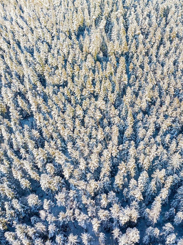 Bird's eye view of a densely wooded and snow-covered forest, Bad Wildbad, district of Calw, Black Forest, Germany, Europe