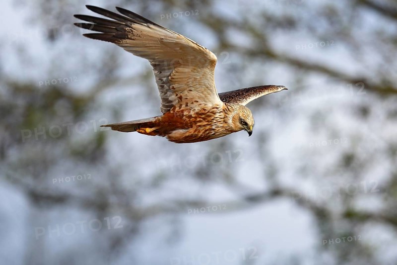 Marsh harrier (Circus aeruginosus) in flight, bird of prey in search of food, Peene Valley River Landscape nature park Park, Mecklenburg-Western Pomerania, Germany, Europe