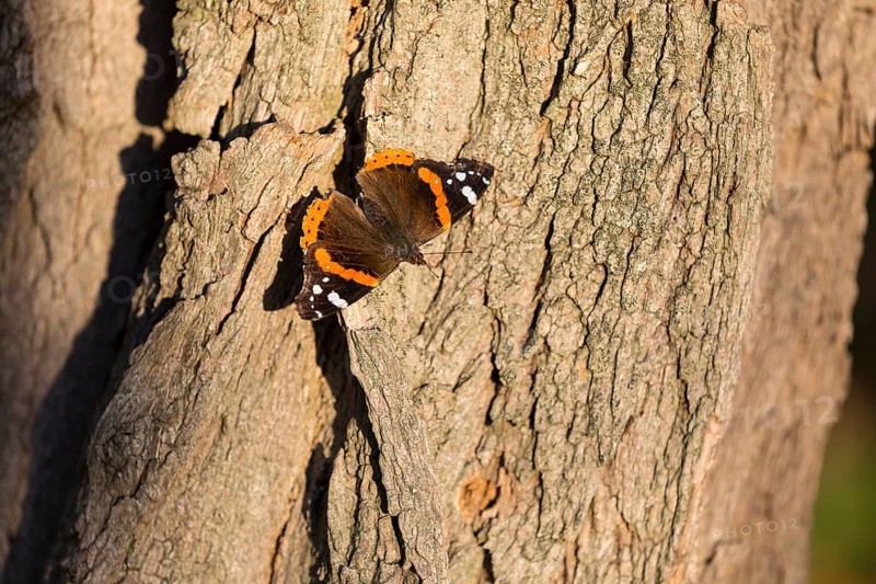 Butterfly Admiral (Vanessa atalanta), female, juvenile form