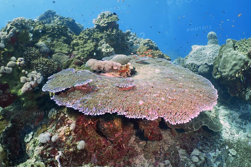 Large, round Hyacinth Table Coral (Acropora hyacinthus) in a diverse underwater landscape, dive site Toyapakeh, Nusa Ceningan, Nusa Penida, Bali, Indonesia, Asia