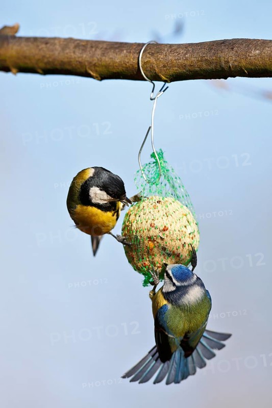 Great tit (Parus major) and blue tit (Cyanistes caeruleus, syn.: Parus caeruleus), two birds at a tit dumpling, winter feeding of songbirds, Middle Elbe Biosphere Reserve, Dessau-Roßlau, Saxony-Anhalt, Germany, Europe