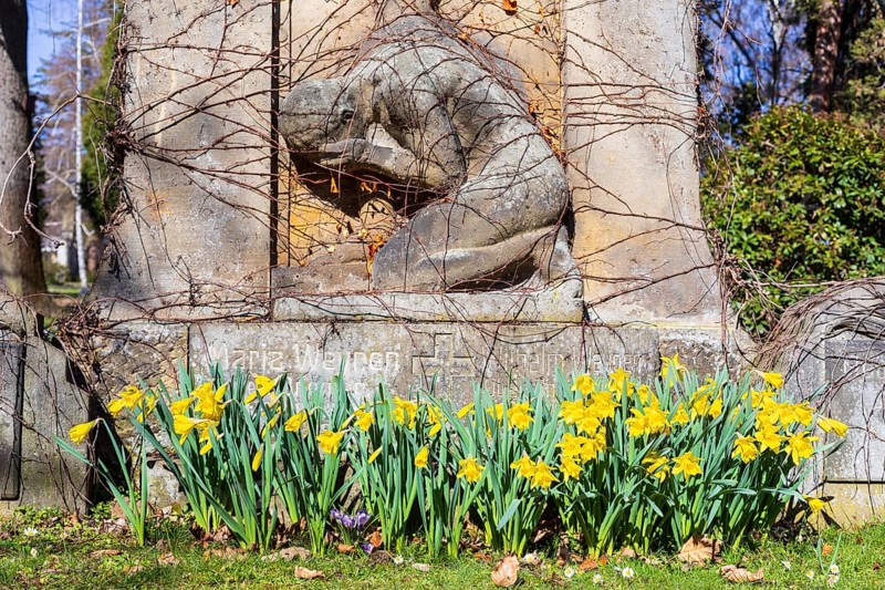 Daffodils (narcissus) blooming on a grave with a gravestone, spring at the Trinitatisfriedhof Riesa, Saxony, Germany, Europe