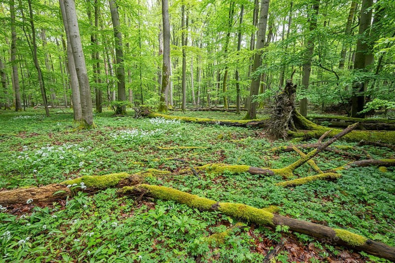 Near-natural deciduous forest with flowering wild garlic (Allium ursinum), deadwood overgrown with moss, Hainich National Park, Thuringia, Germany, Europe