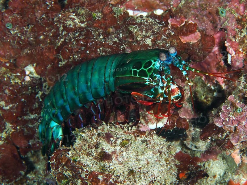 Green clown mantis shrimp (Odontodactylus scyllarus) on a coral reef full of colours, dive site SD, Nusa Ceningan, Nusa Penida, Bali, Indonesia, Asia